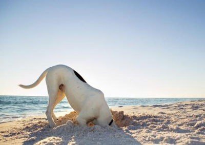 I Comuni Non Possono Vietare I Cani In Spiaggia Lo Ha Desciso Il Tar Salernonotizie It